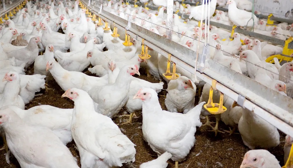 Sin influenza aviar la parvada comercial de pollo y pavo: UNA